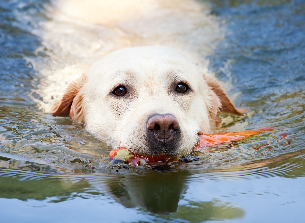 How to Spot the Signs of Rabies in Pets